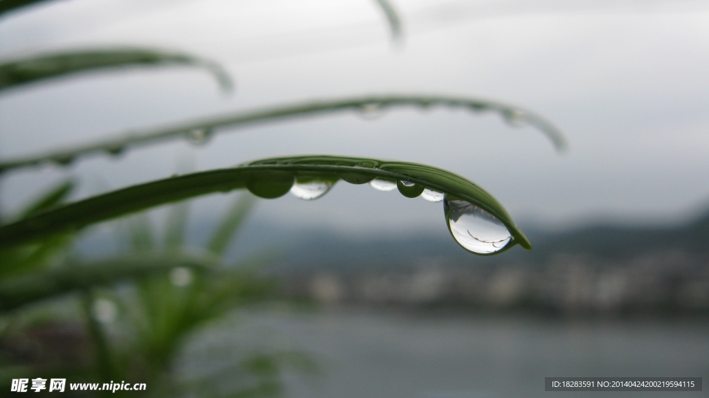 雨后露珠