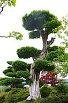 景观树