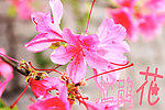 杜鹃花