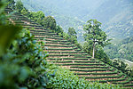 柏塘船头坝茶园