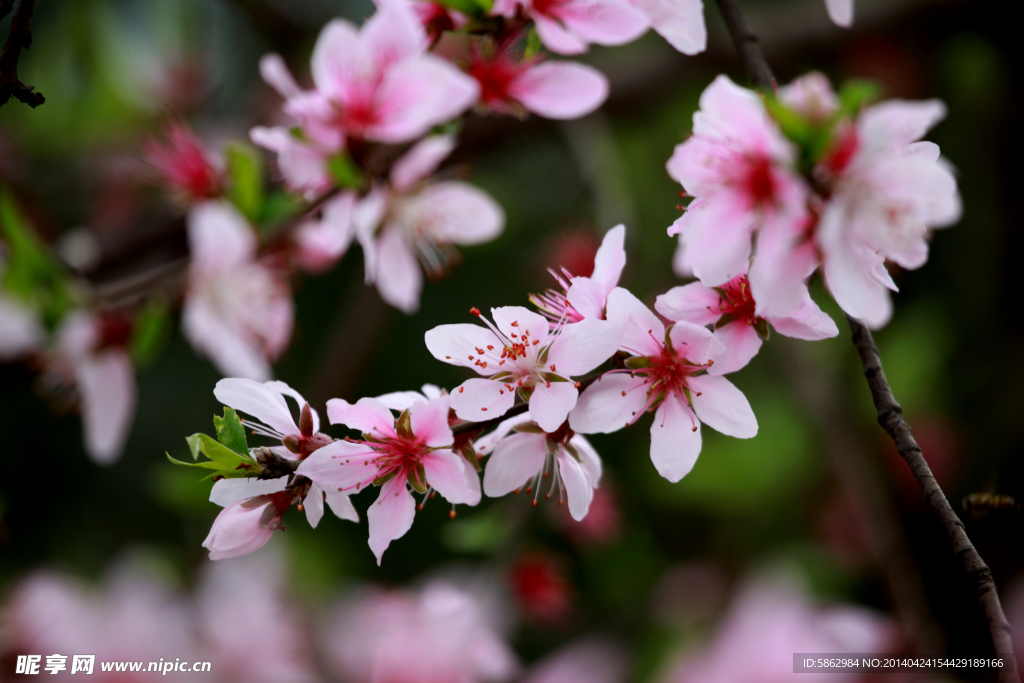 桃花烂漫