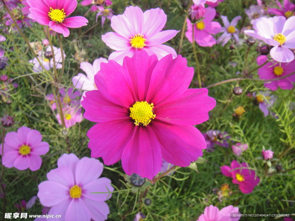 格桑花