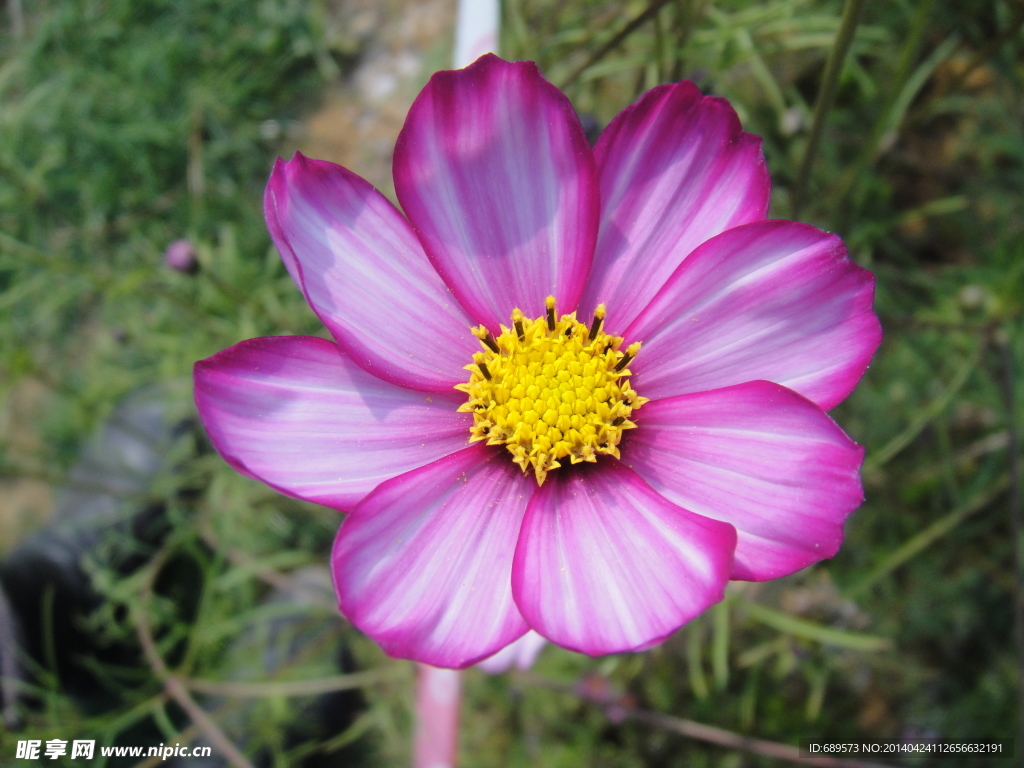 格桑花