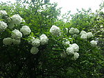 绣球花