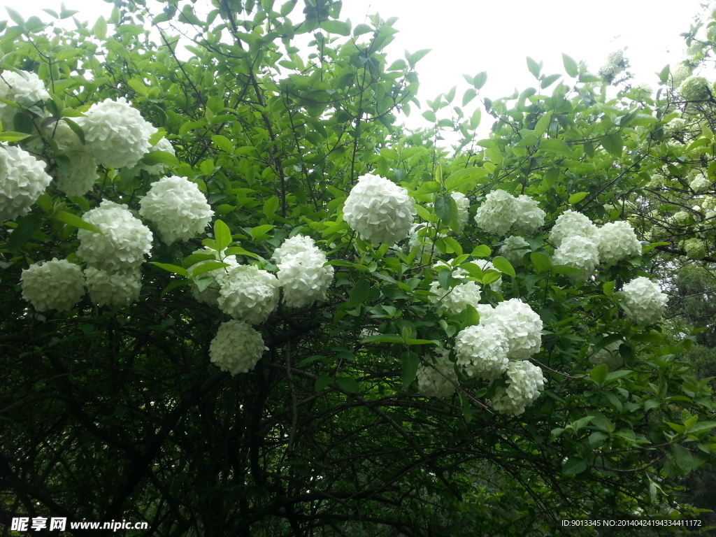 绣球花