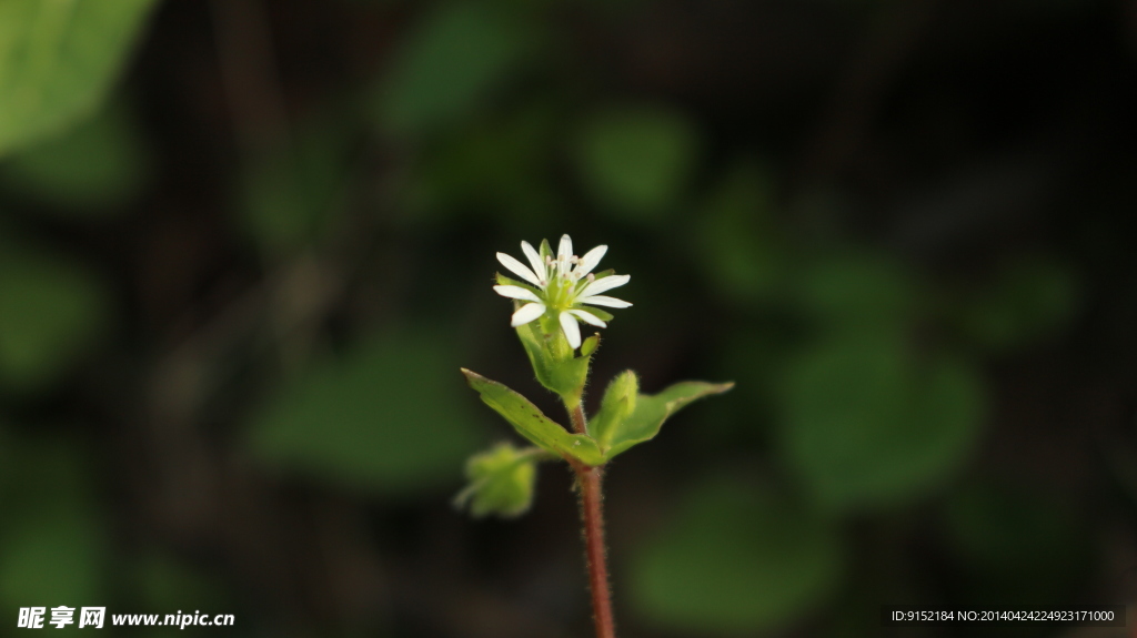 野生植物