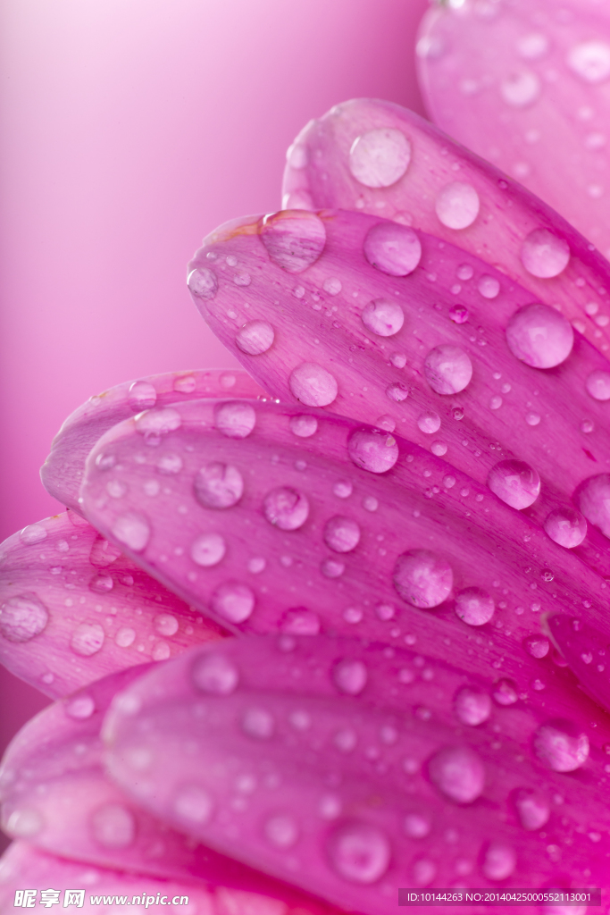 花瓣