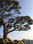 山坡松树