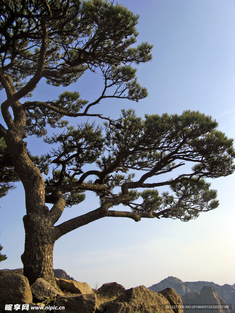 山坡松树