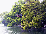 湖泊与树木