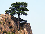 悬崖松树