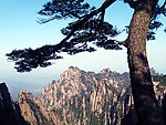 黄山松树山崖
