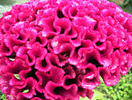 鲜花