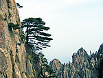 黄山奇松