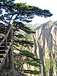 黄山奇松