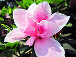 微距鲜花