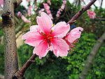 微距鲜花