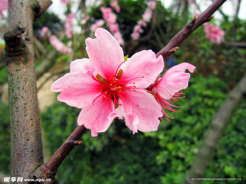 微距鲜花