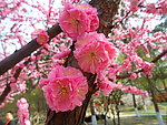 榆叶梅花