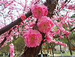 榆叶梅花