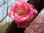 榆叶梅花