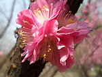 榆叶梅花