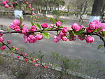 榆叶梅花