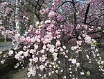 榆叶梅花
