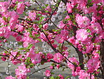 榆叶梅花