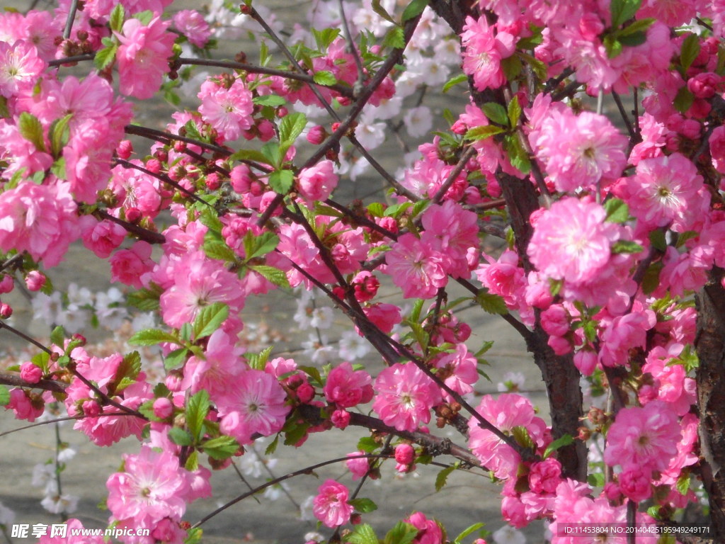 榆叶梅花