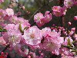 榆叶梅花