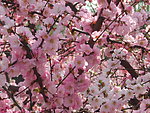 榆叶梅花