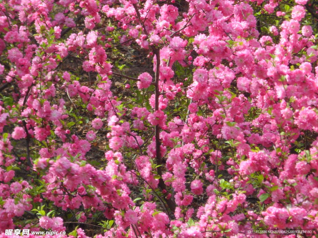 榆叶梅花