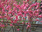 榆叶梅花