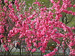 榆叶梅花