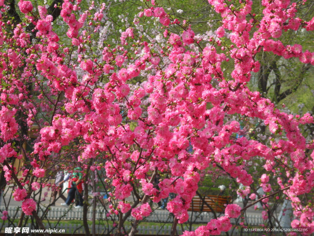 榆叶梅花