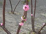榆叶梅花