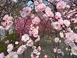 榆叶梅花
