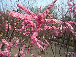 榆叶梅花