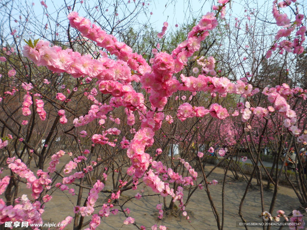 榆叶梅花