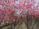 榆叶梅花