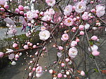 榆叶梅花