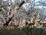 榆叶梅花