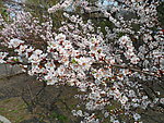 榆叶梅花