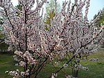 榆叶梅花