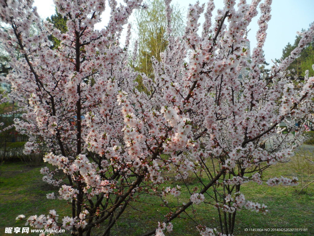 榆叶梅花