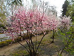 榆叶梅花