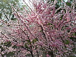 榆叶梅花