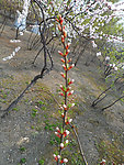 榆叶梅花