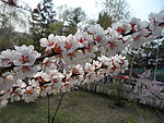 榆叶梅花